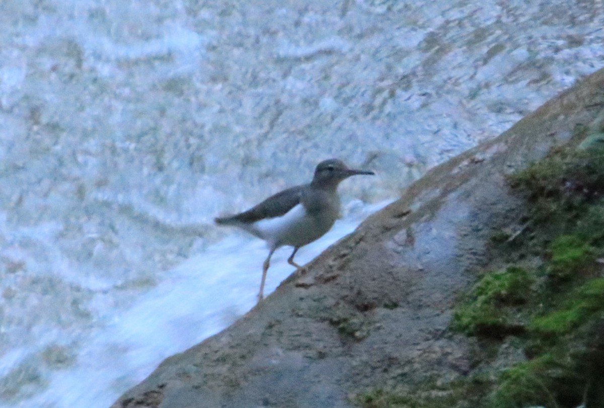 Spotted Sandpiper - FELIPE SAN MARTIN