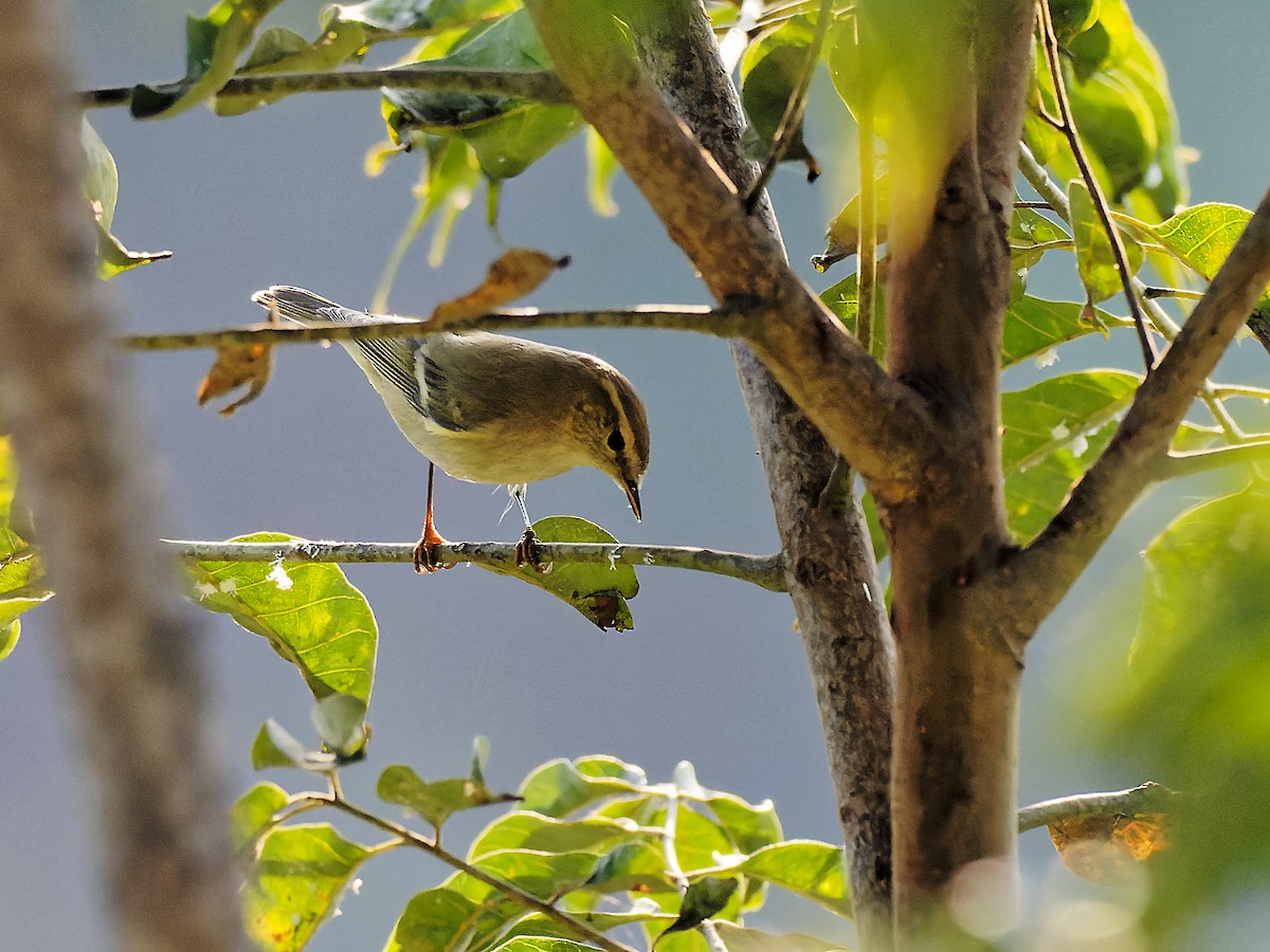 Hume's Warbler - ML399069841