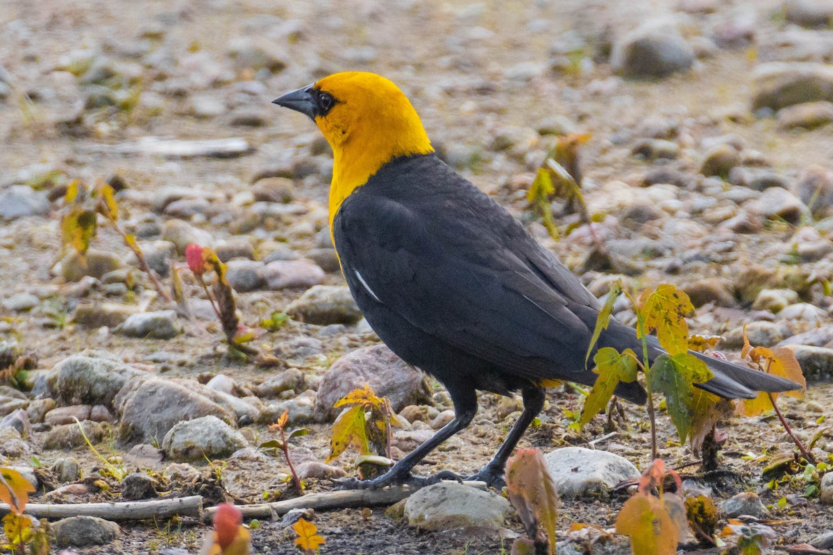 Yellow-headed Blackbird - ML399070041