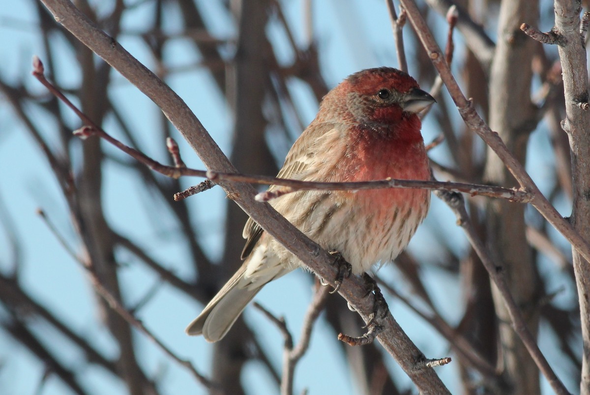 House Finch - ML399070541