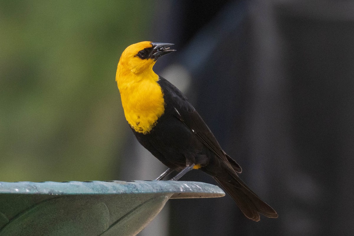 Yellow-headed Blackbird - ML399070771