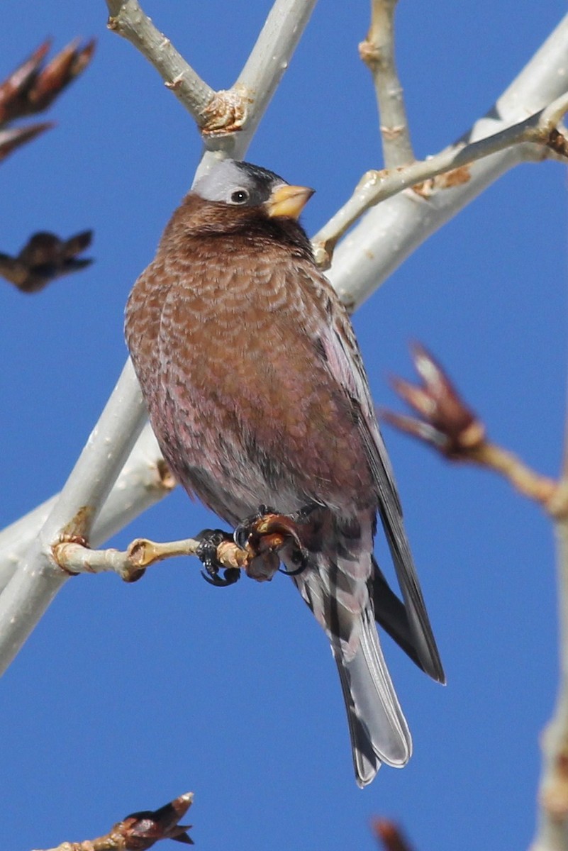 Gray-crowned Rosy-Finch - Margaret Viens