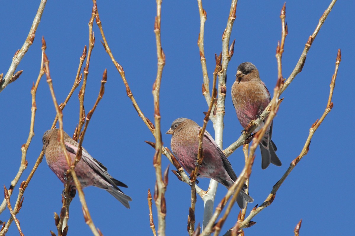 Brown-capped Rosy-Finch - ML399071531