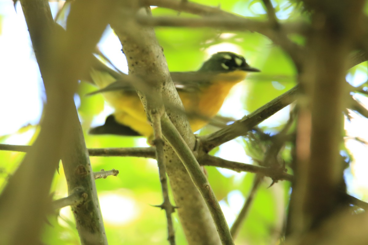 Fan-tailed Warbler - FELIPE SAN MARTIN