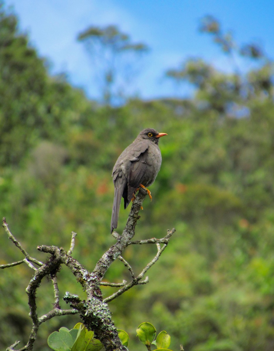 Great Thrush - ML399073091