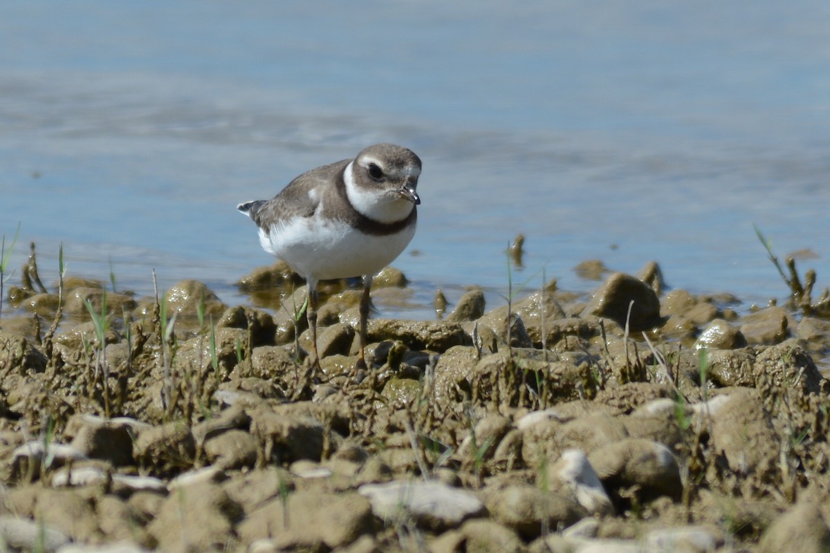Semipalmated Plover - ML39907331