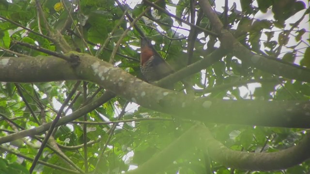 Black Cuckoo - ML399073851