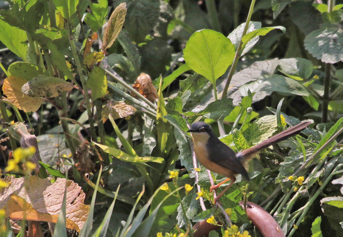 Ashy Prinia - ML399073871