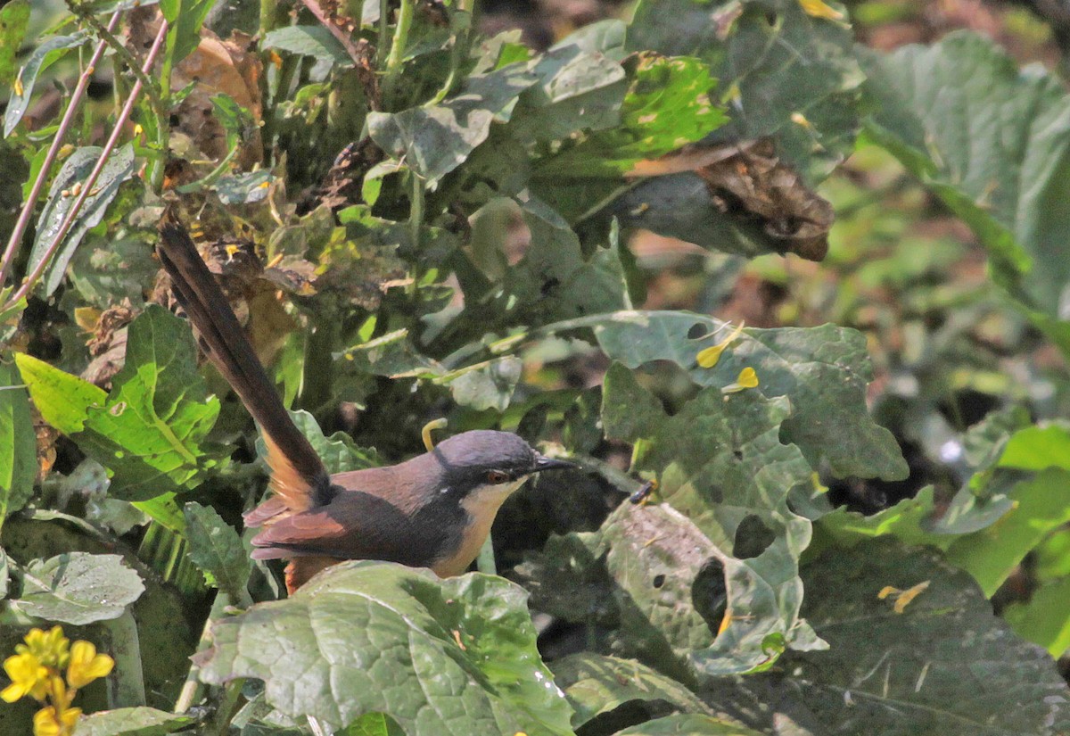 Ashy Prinia - ML399073881
