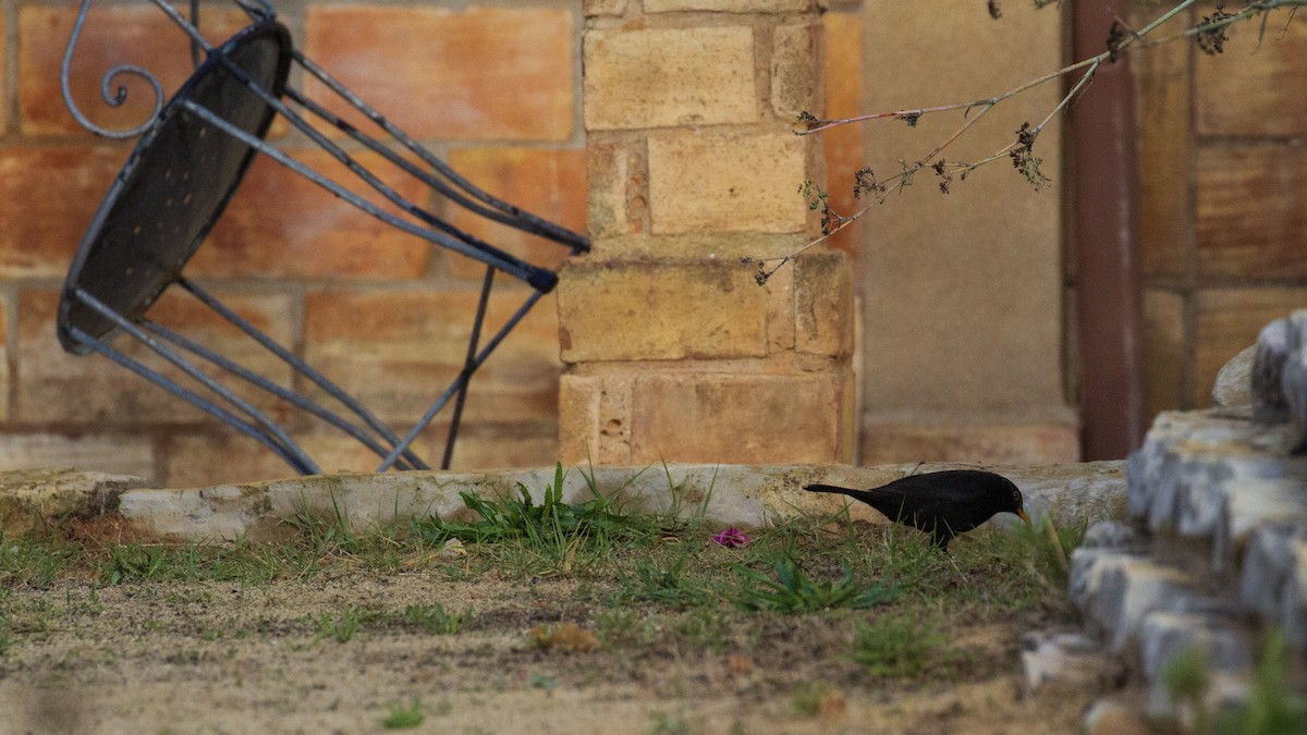 Eurasian Blackbird - ML399074961