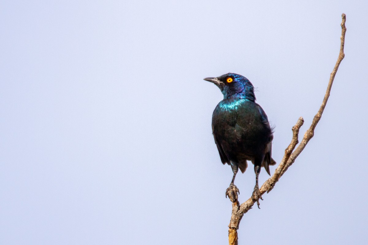 Cape Starling - ML399075381