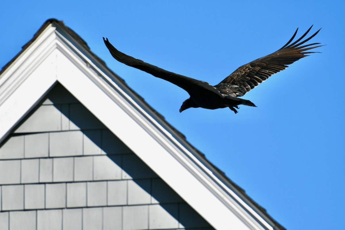 Turkey Vulture - ML399075611