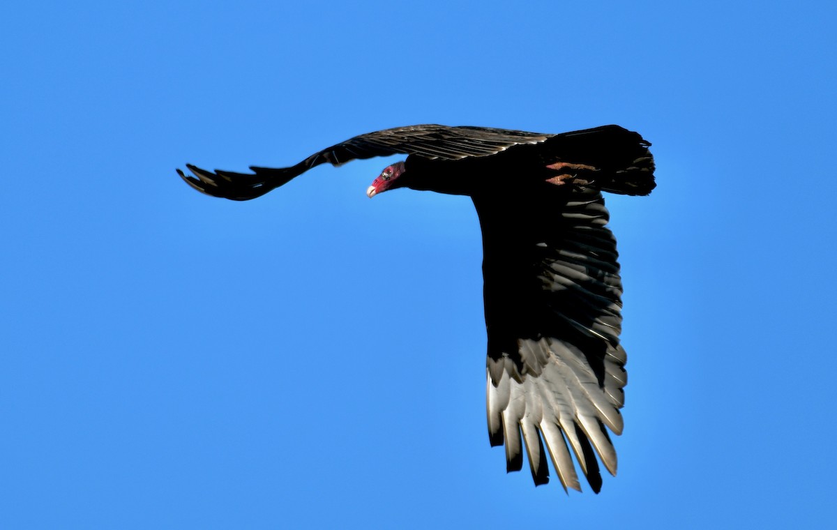 Turkey Vulture - ML399075621