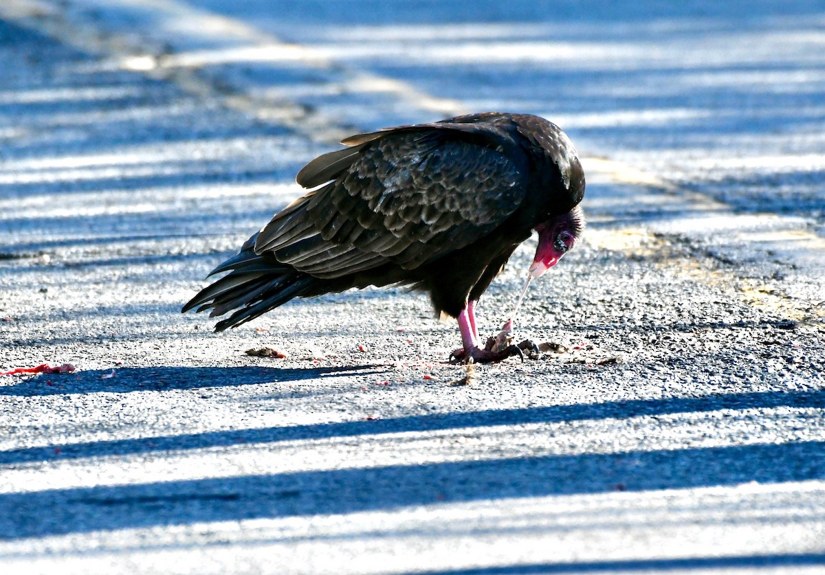 Turkey Vulture - ML399075631