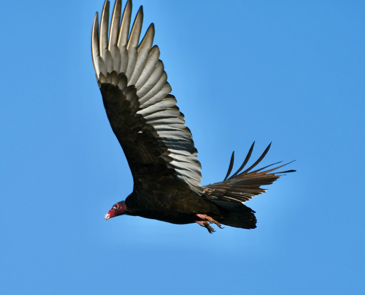 Turkey Vulture - ML399075671