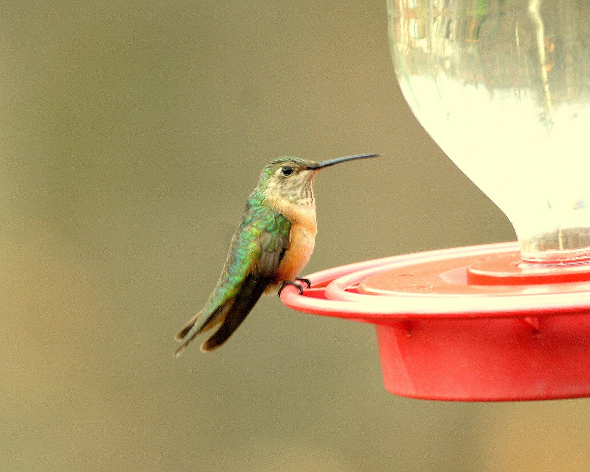 Broad-tailed Hummingbird - ML399075981