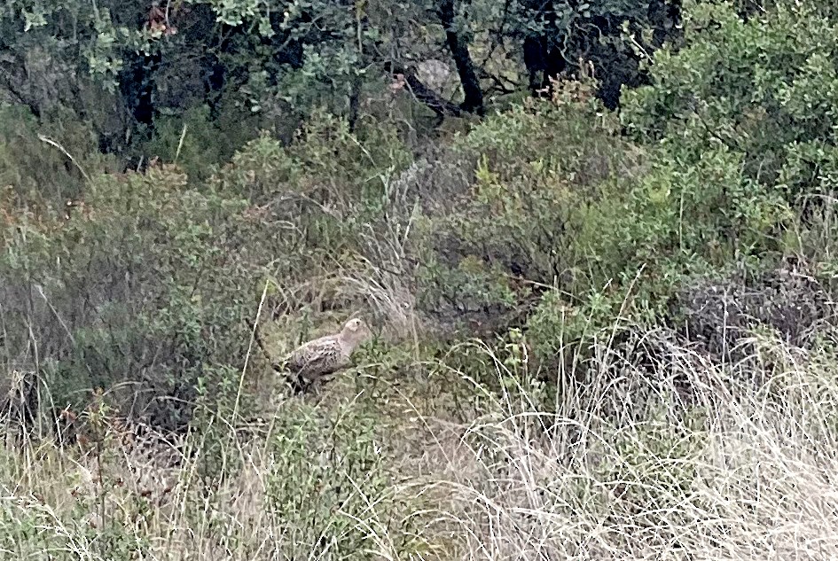 Ring-necked Pheasant - Juan Pérez