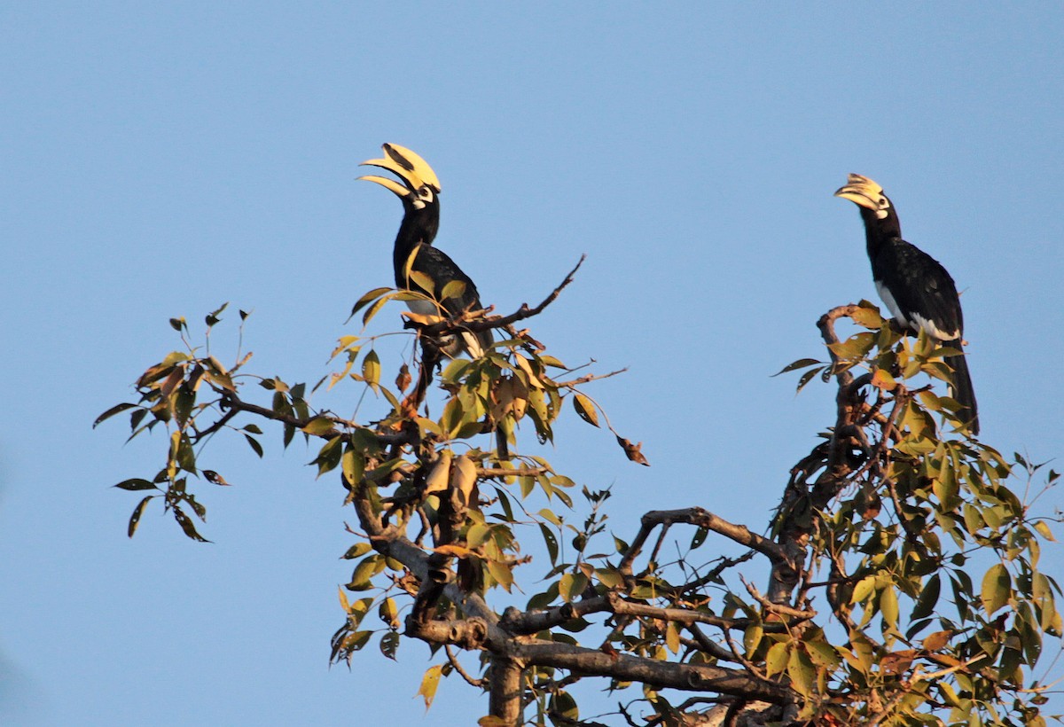 Oriental Pied-Hornbill - ML399078571