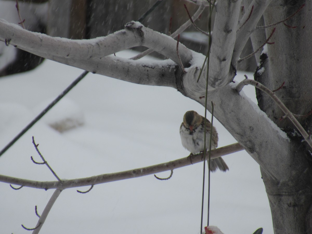 Harris's Sparrow - ML399079131