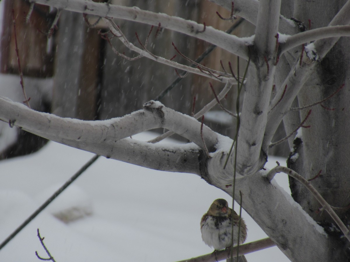 Harris's Sparrow - ML399079191