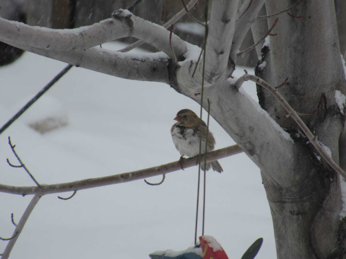 Harris's Sparrow - ML399079301