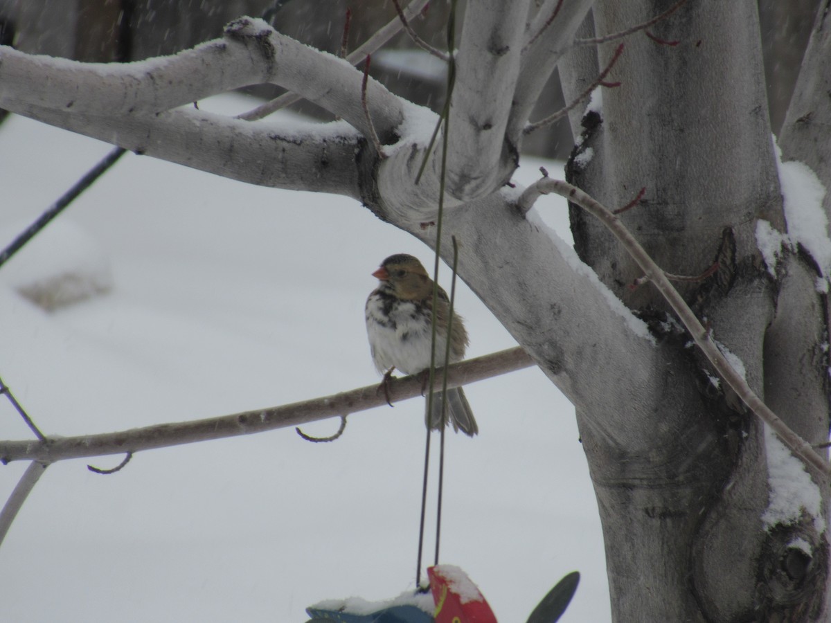 Harris's Sparrow - ML399079391