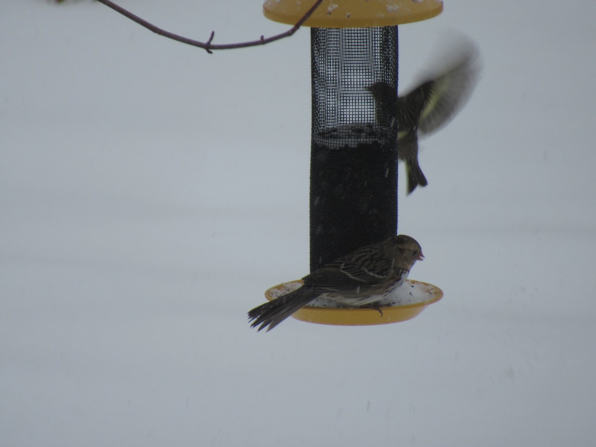 Harris's Sparrow - ML399079441