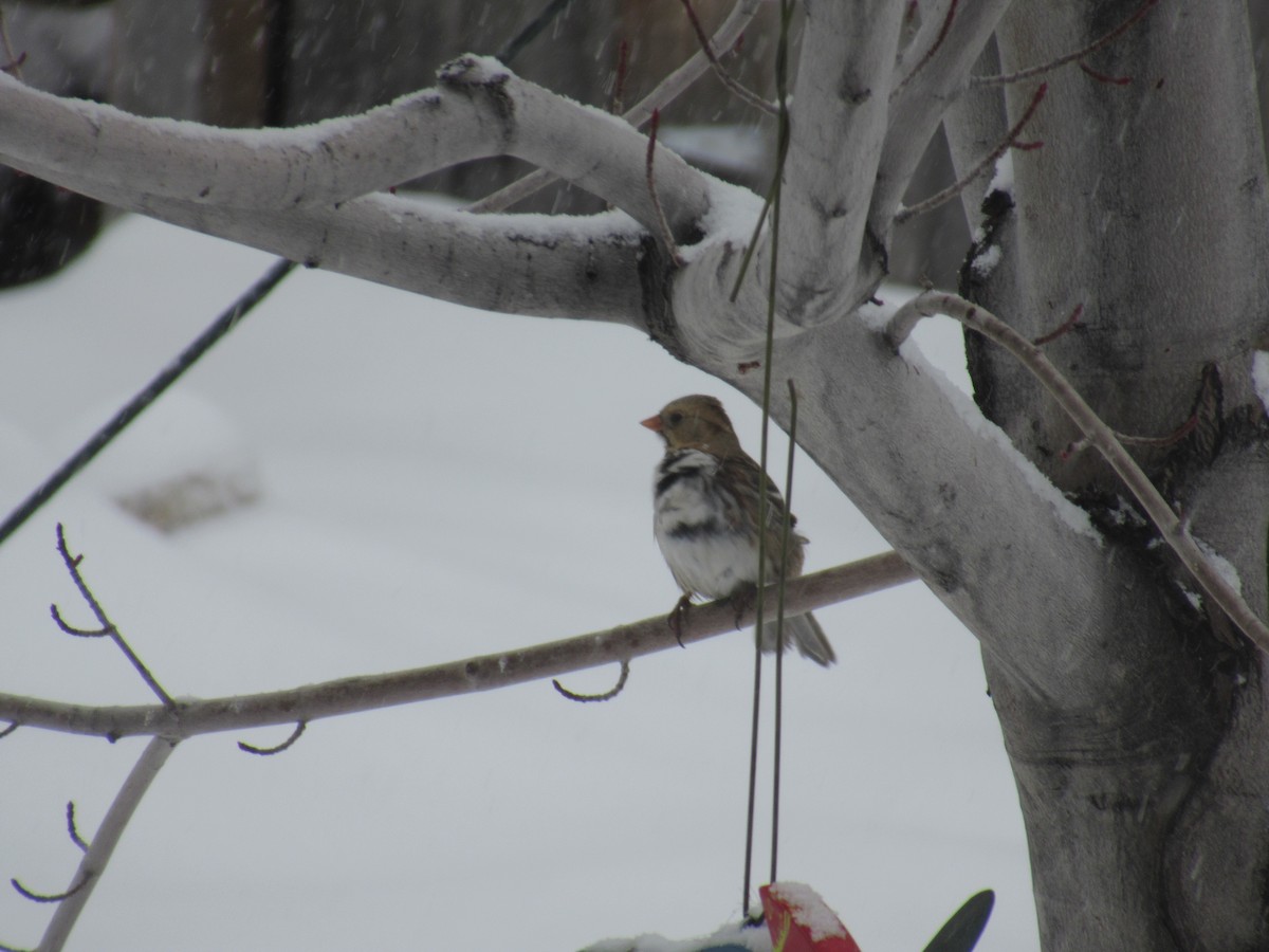 Harris's Sparrow - ML399079471