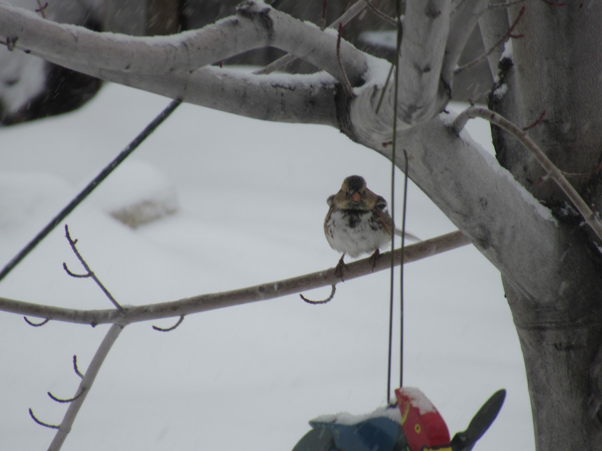 Harris's Sparrow - ML399079491