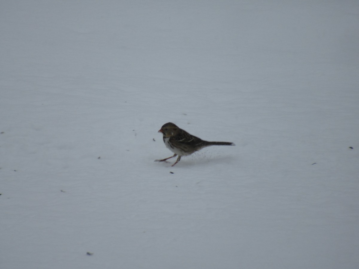 Harris's Sparrow - Silvester Williams