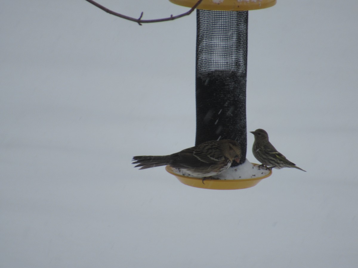 Pine Siskin - ML399080141