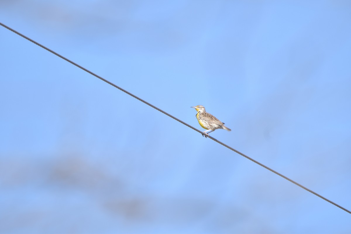 Eastern Meadowlark - ML399080931