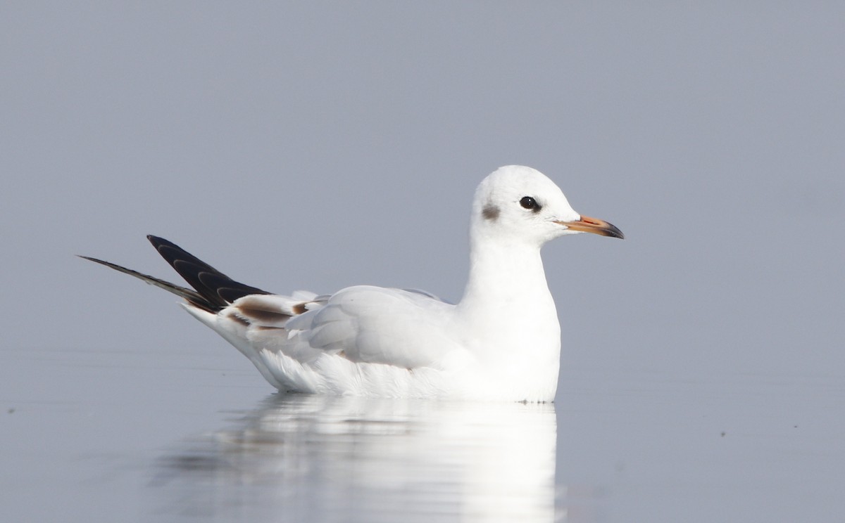 Mouette rieuse - ML399083421
