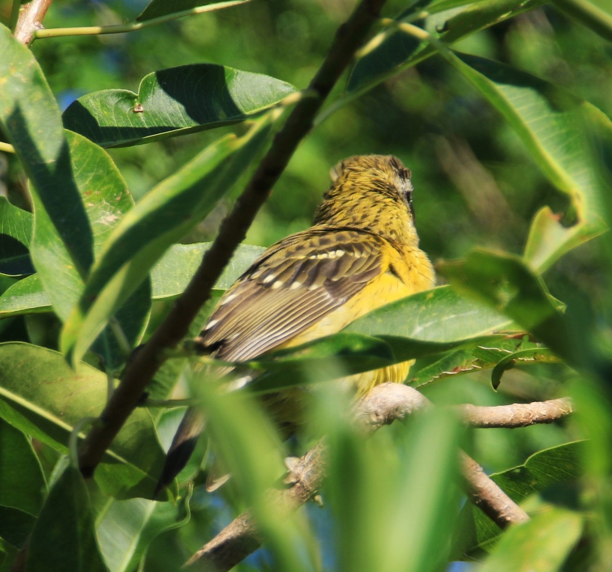 Yellow Grosbeak - FELIPE SAN MARTIN