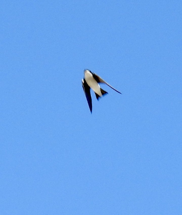 Golondrina Bicolor - ML399084691