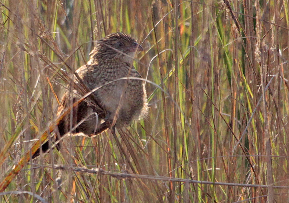 Lesser Coucal - ML399086001