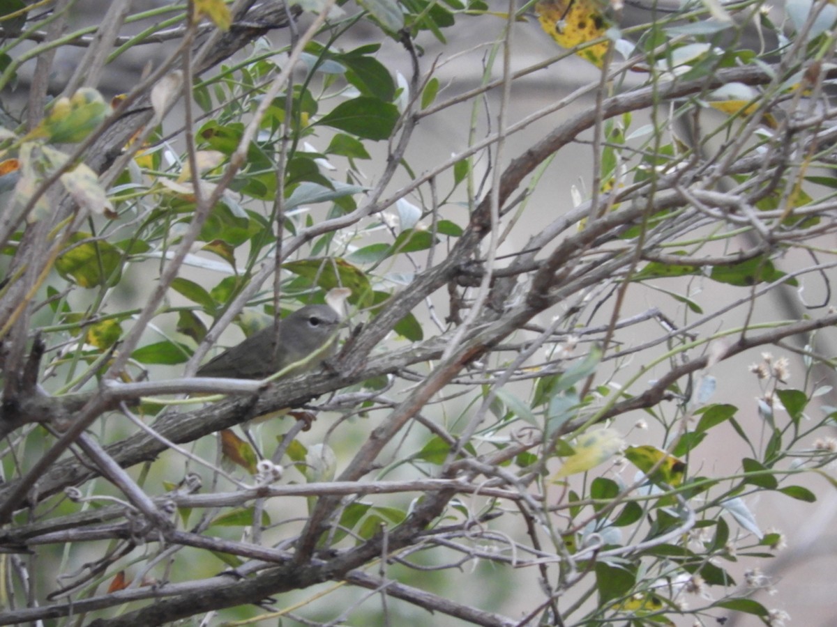 Orange-crowned Warbler - ML399086421