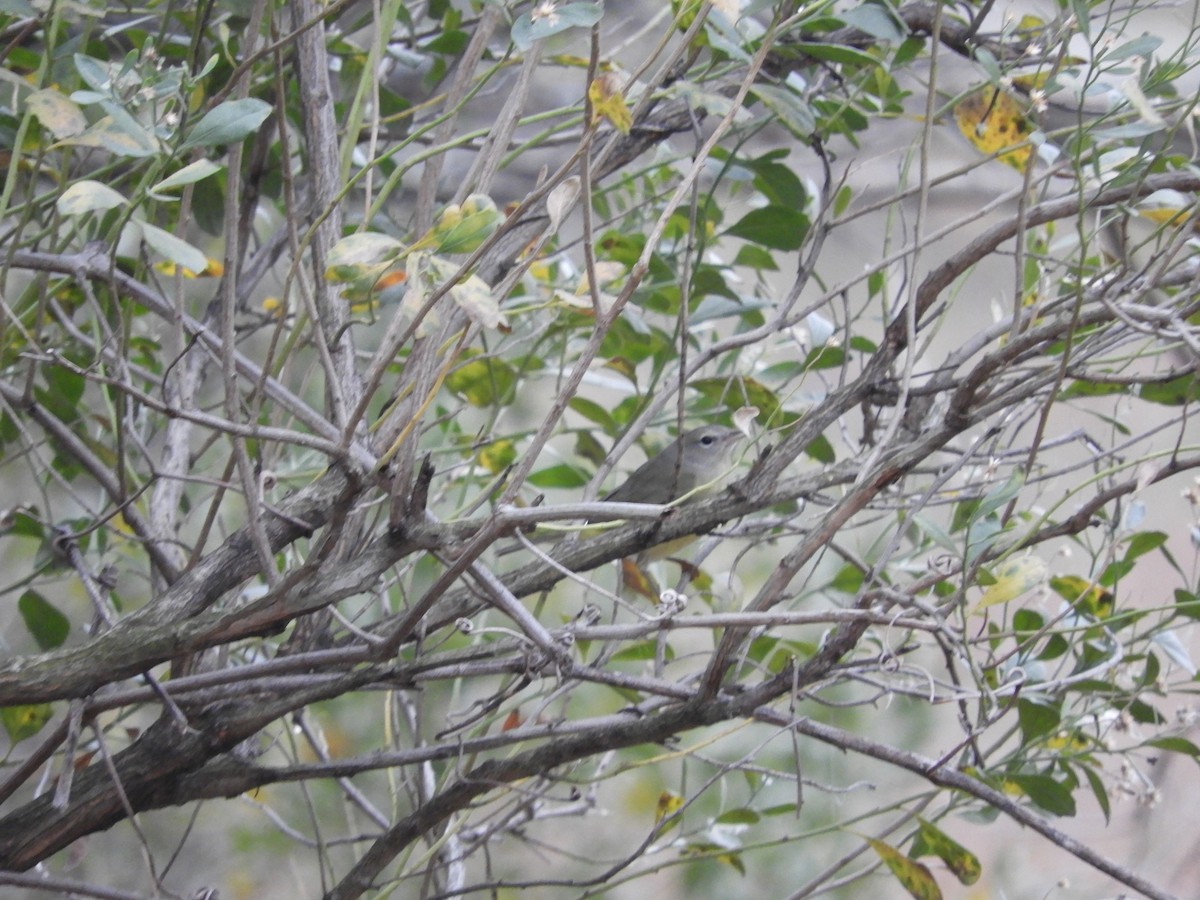 Orange-crowned Warbler - ML399086431
