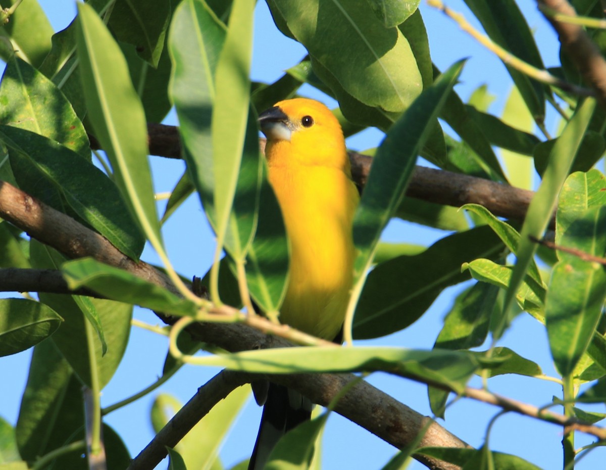 Yellow Grosbeak - FELIPE SAN MARTIN