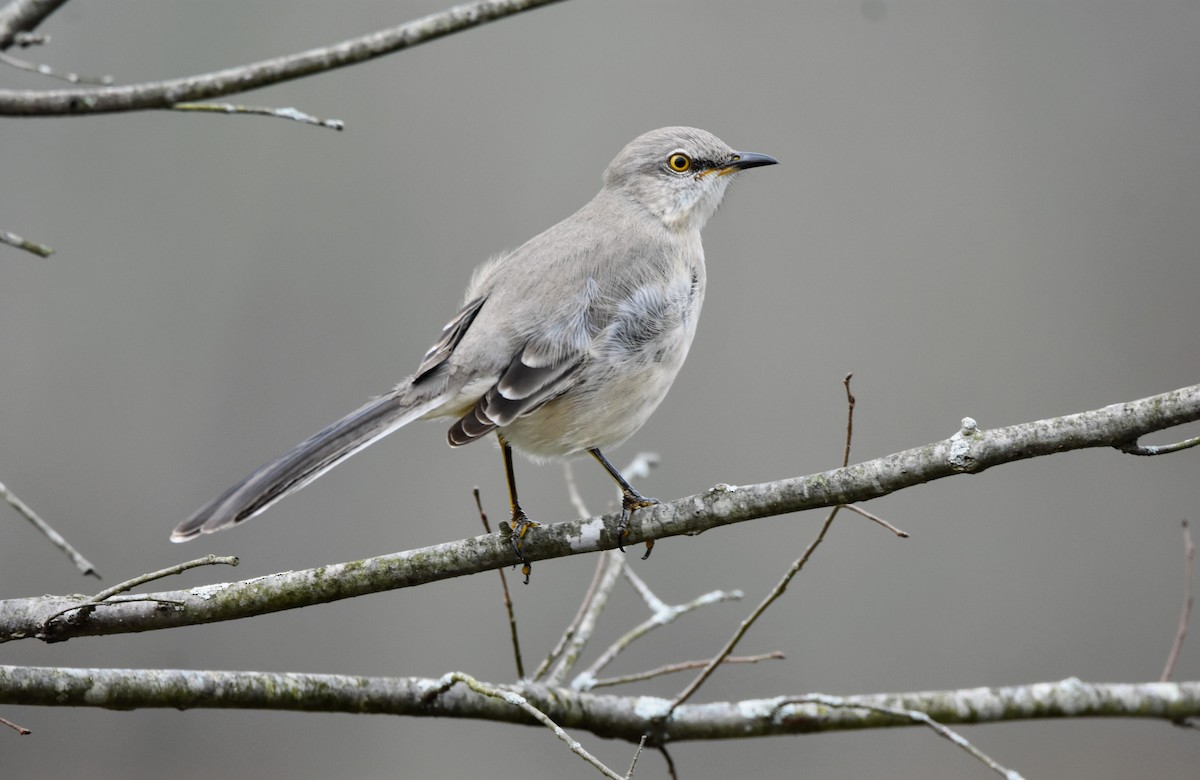 Northern Mockingbird - ML399087301