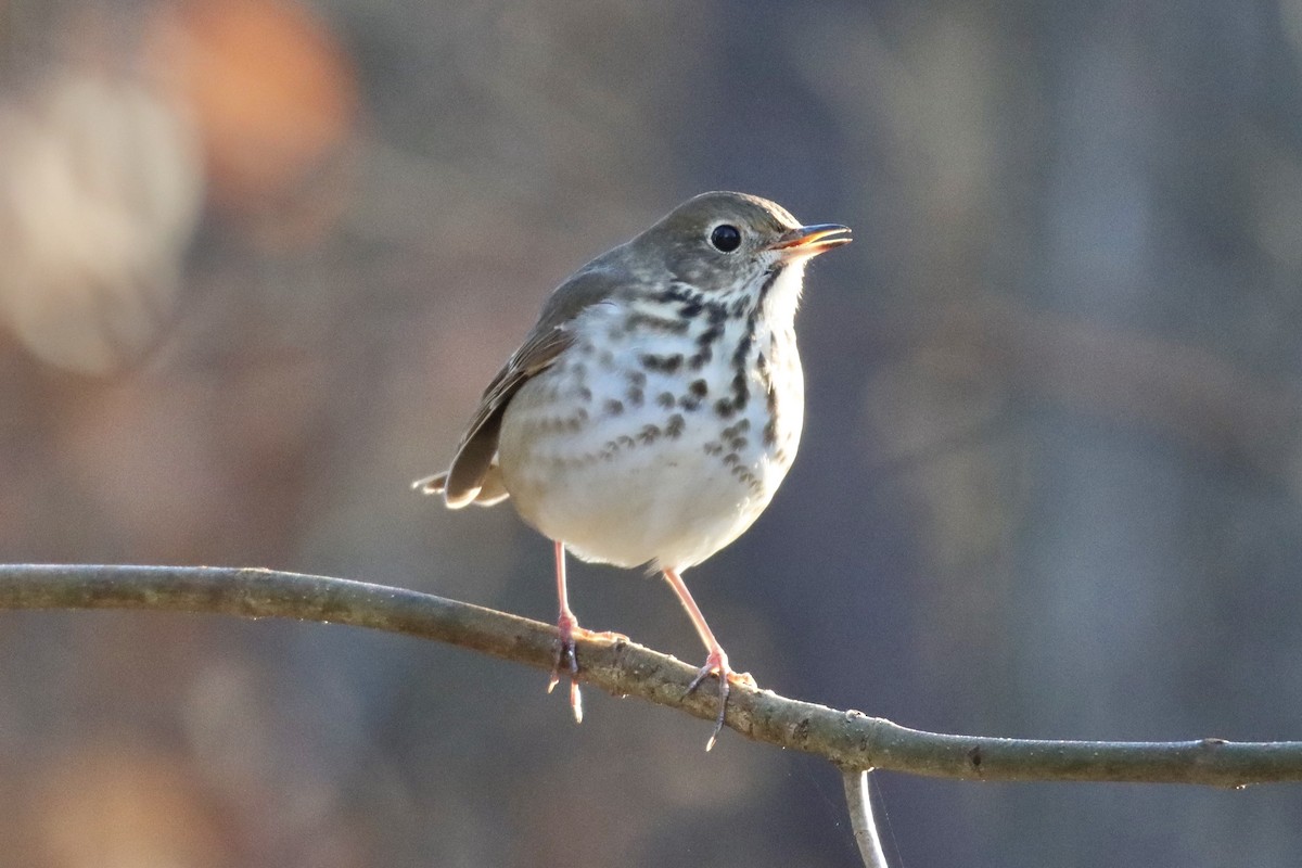 Hermit Thrush - ML399087941