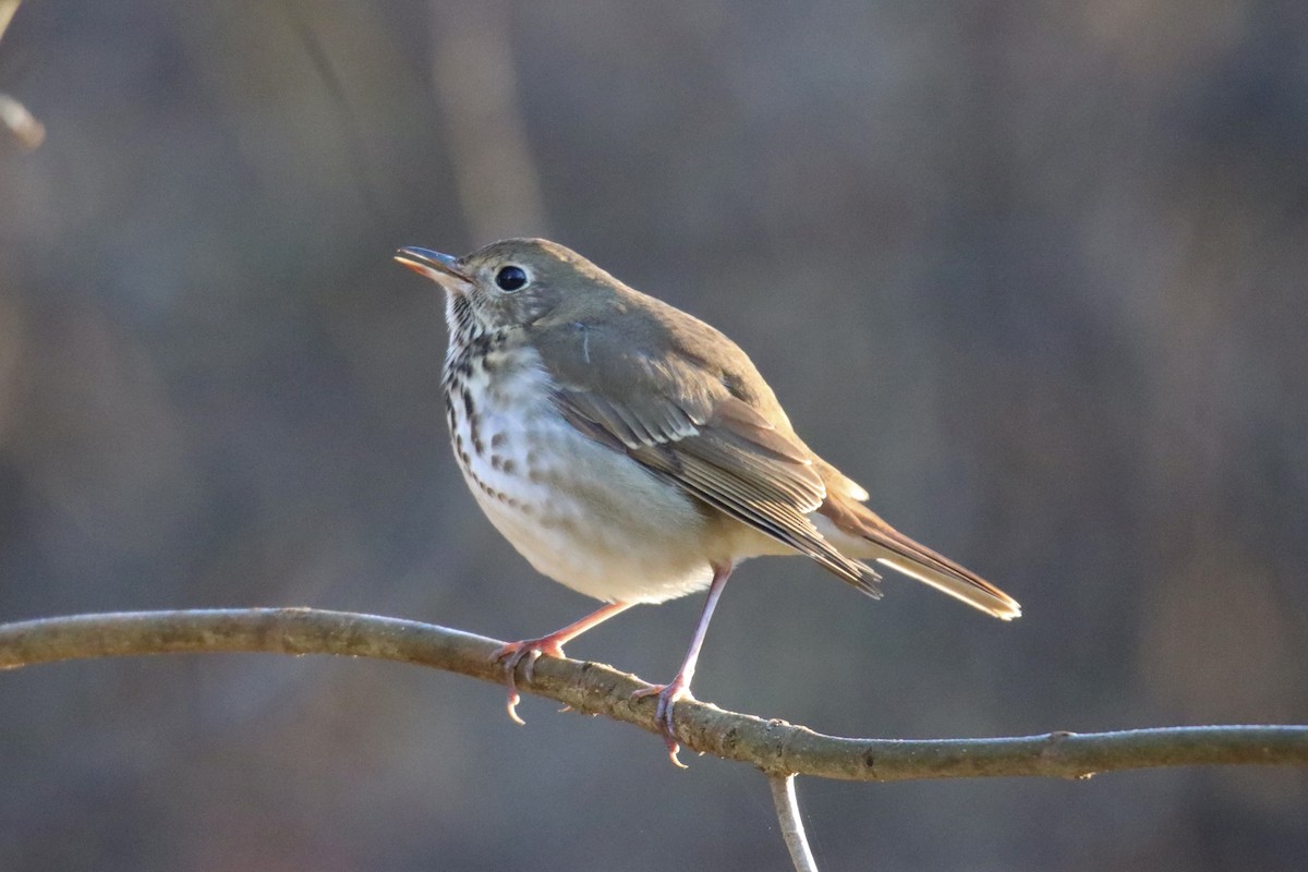 Hermit Thrush - ML399087961