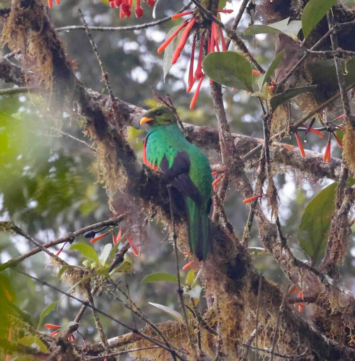 Golden-headed Quetzal - ML399088511