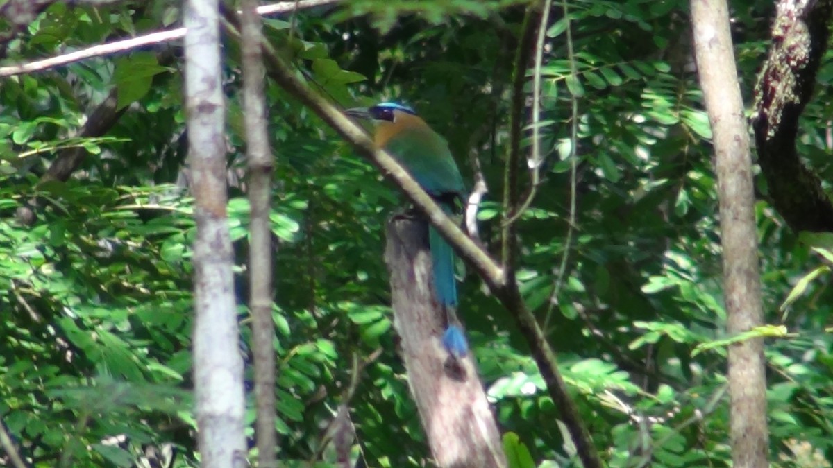 Lesson's Motmot - ML39908891