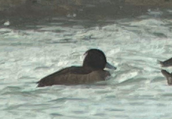 Tufted Duck - Rick Thomas