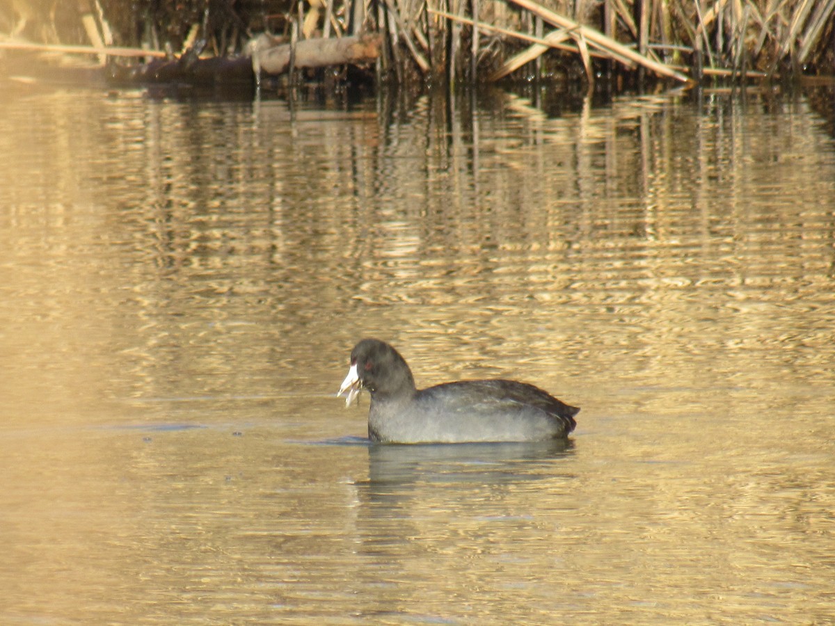 American Coot - ML399093121