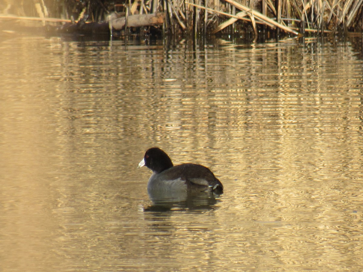 American Coot - ML399093151