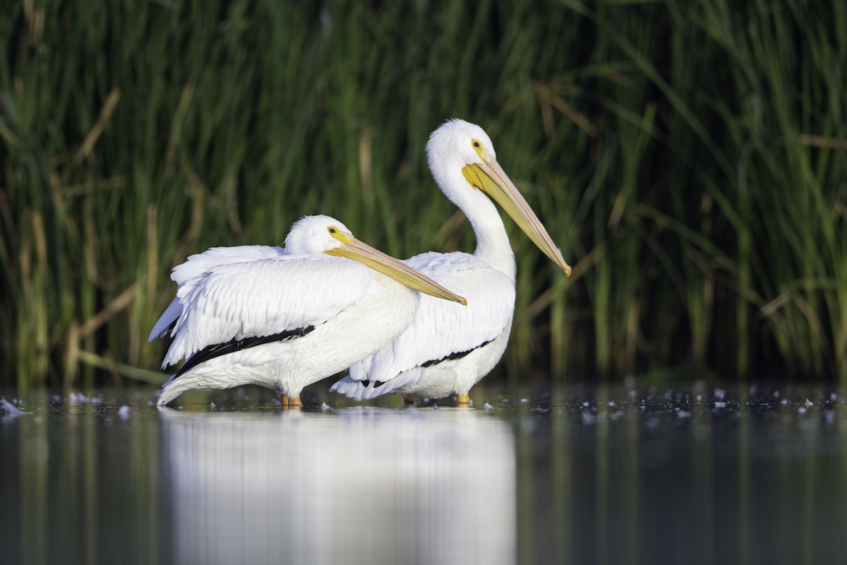 American White Pelican - Neil Rucker