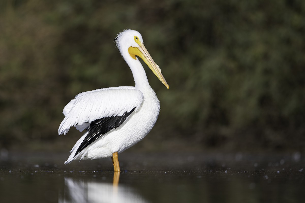 American White Pelican - ML399093381