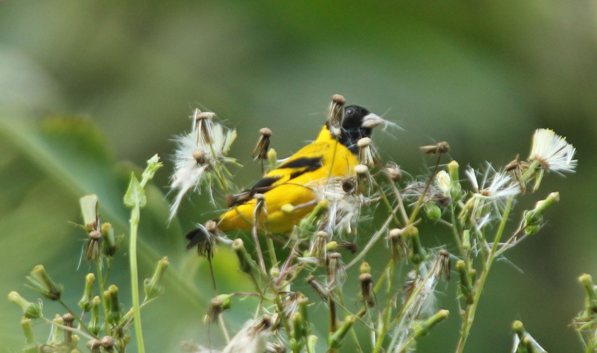 Saffron Siskin - Corrie Winter